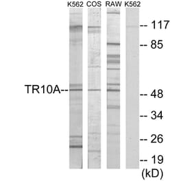Western Blot - Anti-TR10A Antibody (C10014) - Antibodies.com