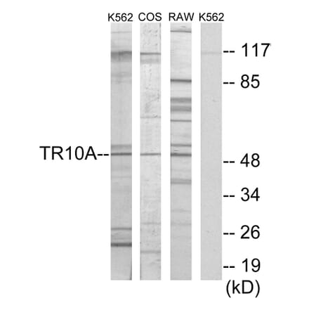 Western Blot - Anti-TR10A Antibody (C10014) - Antibodies.com