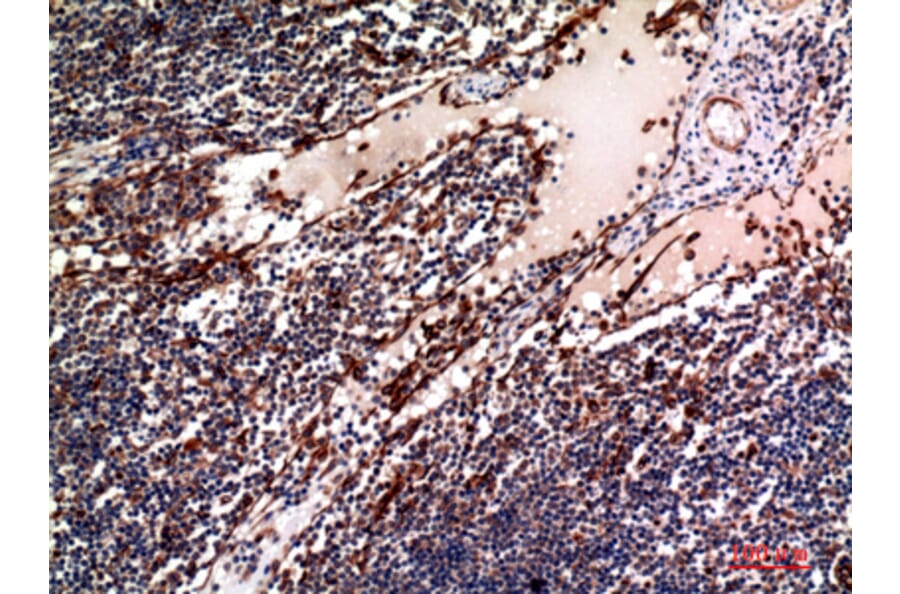 Immunohistochemistry - Anti-TNFSF4 Antibody (C30490) - Antibodies.com