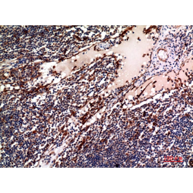 Immunohistochemistry - Anti-TNFSF4 Antibody (C30490) - Antibodies.com