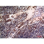 Immunohistochemistry - Anti-TNFSF4 Antibody (C30490) - Antibodies.com