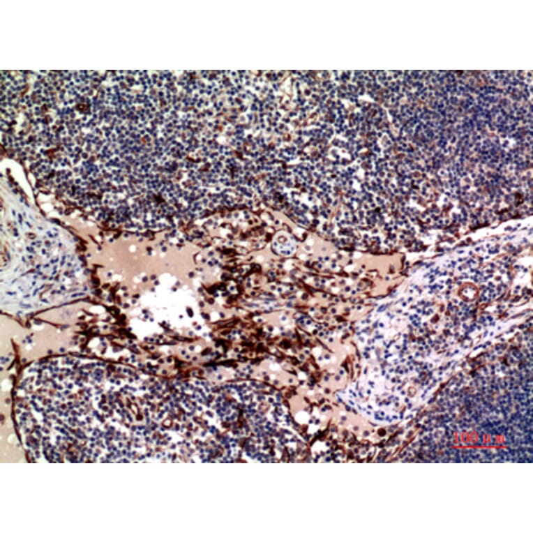 Immunohistochemistry - Anti-TNFSF4 Antibody (C30490) - Antibodies.com