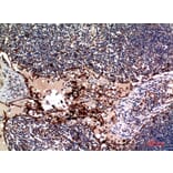 Immunohistochemistry - Anti-TNFSF4 Antibody (C30490) - Antibodies.com