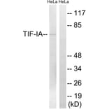 Western Blot - Anti-TIF-IA Antibody (B8433) - Antibodies.com
