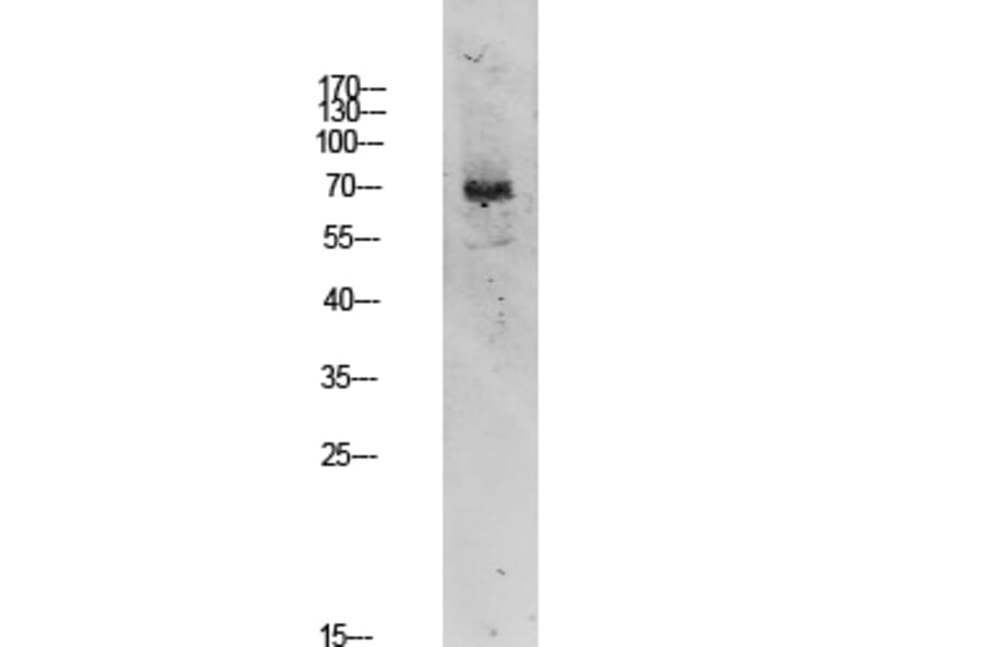 Western Blot - Anti-TIF-IA Antibody (B8433) - Antibodies.com