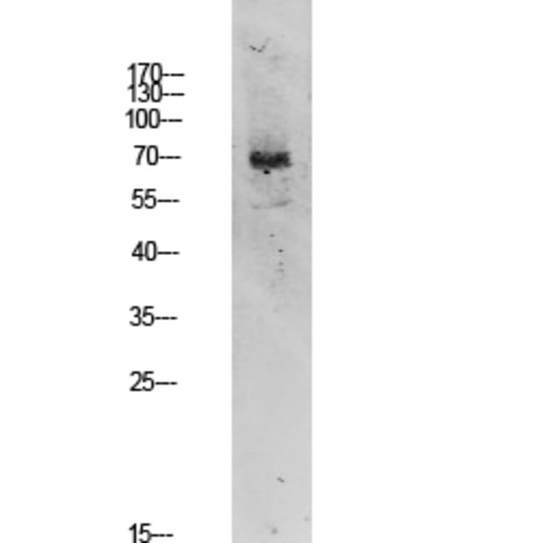 Western Blot - Anti-TIF-IA Antibody (B8433) - Antibodies.com