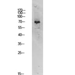 Western Blot - Anti-TIF-IA Antibody (B8433) - Antibodies.com