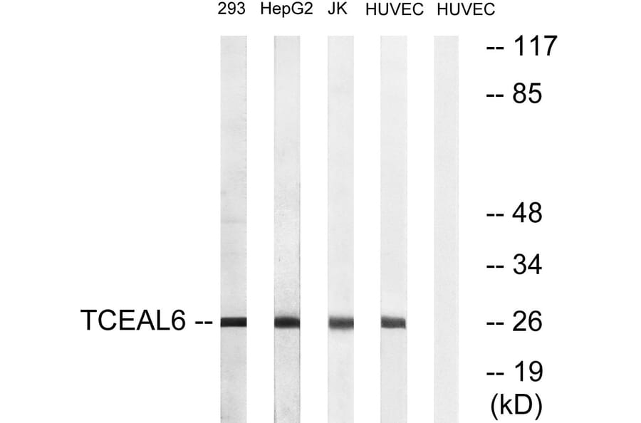 Western Blot - Anti-TCEAL6 Antibody (C19164) - Antibodies.com