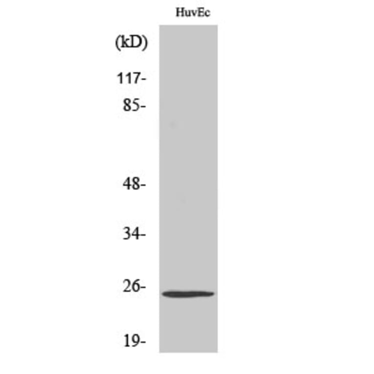 Western Blot - Anti-TCEAL6 Antibody (C19164) - Antibodies.com