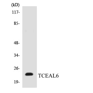 Western blot analysis of the lysates from HUVEC cells using Anti-TCEAL6 Antibody.