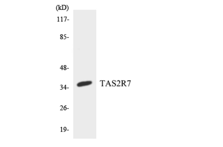 Western Blot - Anti-TAS2R7 Antibody (R12-3597) - Antibodies.com
