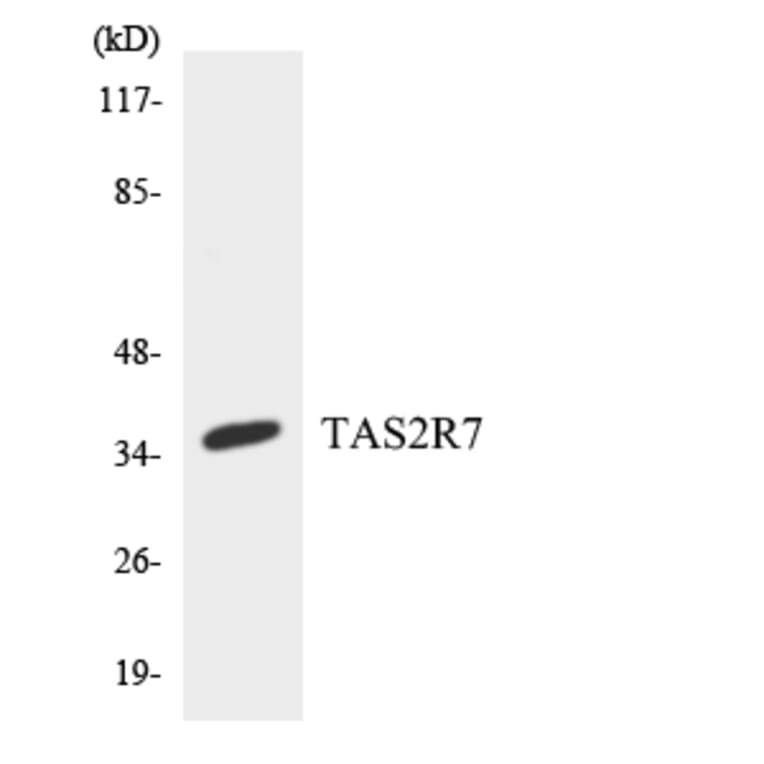 Western Blot - Anti-TAS2R7 Antibody (R12-3597) - Antibodies.com