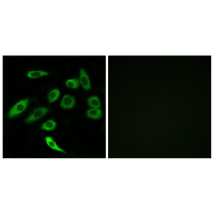 Immunofluorescence - Anti-TAS2R3 Antibody (G764) - Antibodies.com