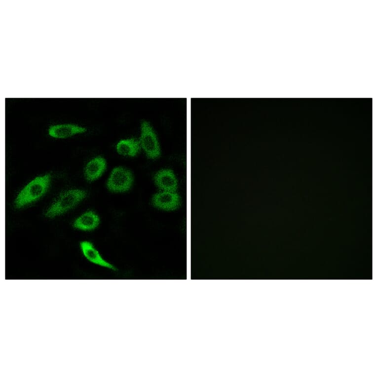 Immunofluorescence - Anti-TAS2R3 Antibody (G764) - Antibodies.com