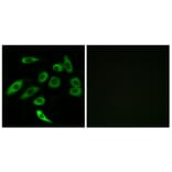Immunofluorescence - Anti-TAS2R3 Antibody (G764) - Antibodies.com