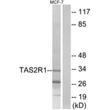 Western Blot - Anti-TAS2R1 Antibody (G763) - Antibodies.com