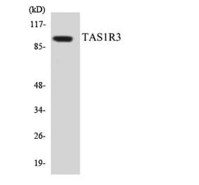 Western Blot - Anti-TAS1R3 Antibody (R12-3587) - Antibodies.com