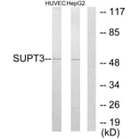 Western Blot - Anti-SUPT3H Antibody (C10182) - Antibodies.com