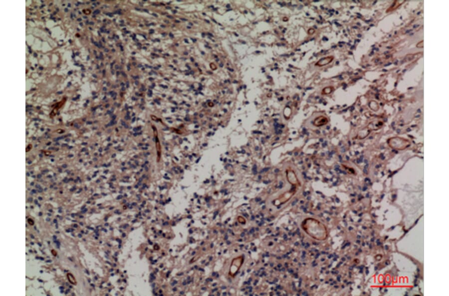 Immunohistochemistry - Anti-SNAP23 Antibody (C30294) - Antibodies.com