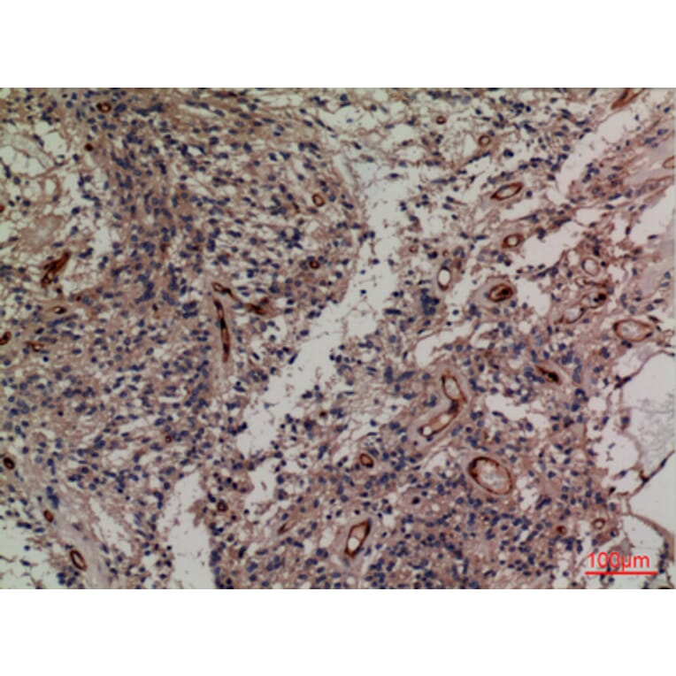 Immunohistochemistry - Anti-SNAP23 Antibody (C30294) - Antibodies.com