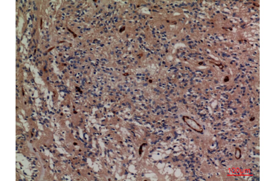 Immunohistochemistry - Anti-SNAP23 Antibody (C30294) - Antibodies.com