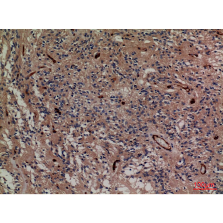 Immunohistochemistry - Anti-SNAP23 Antibody (C30294) - Antibodies.com