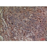 Immunohistochemistry - Anti-SNAP23 Antibody (C30294) - Antibodies.com