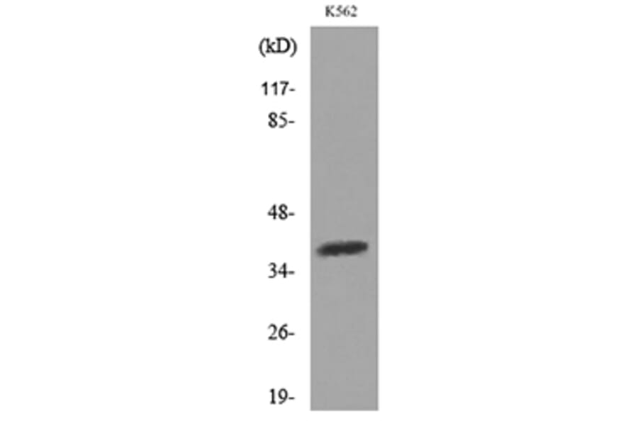Western Blot - Anti-SLAMF1 Antibody (C30529) - Antibodies.com