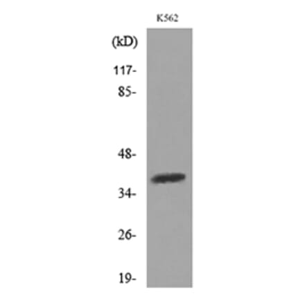 Western Blot - Anti-SLAMF1 Antibody (C30529) - Antibodies.com