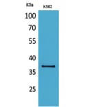 Western Blot - Anti-SLAMF1 Antibody (C30529) - Antibodies.com