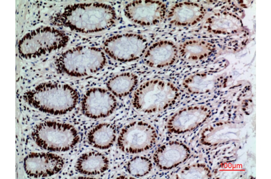 Immunohistochemistry - Anti-SLAMF1 Antibody (C30529) - Antibodies.com