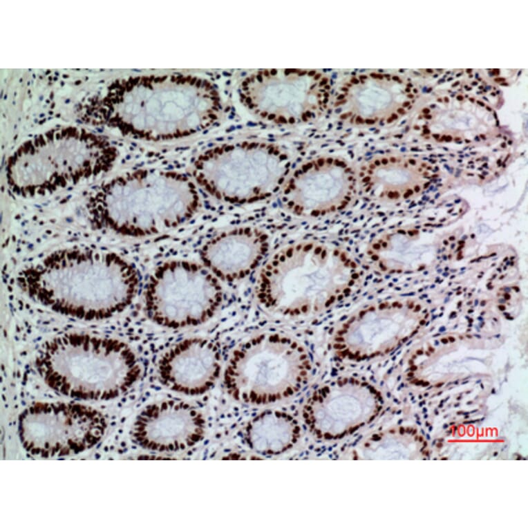 Immunohistochemistry - Anti-SLAMF1 Antibody (C30529) - Antibodies.com