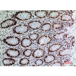 Immunohistochemistry - Anti-SLAMF1 Antibody (C30529) - Antibodies.com