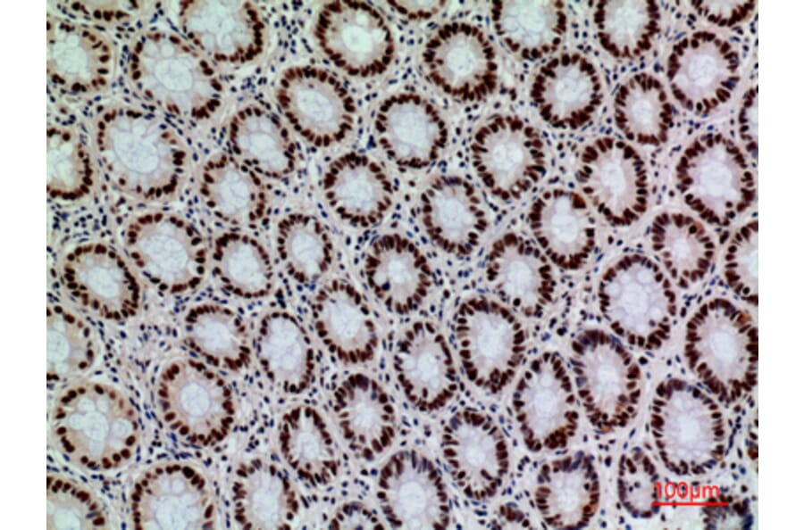 Immunohistochemistry - Anti-SLAMF1 Antibody (C30529) - Antibodies.com
