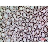 Immunohistochemistry - Anti-SLAMF1 Antibody (C30529) - Antibodies.com