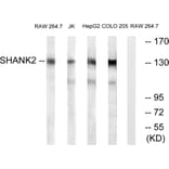 Western Blot - Anti-SHANK2 Antibody (C18711) - Antibodies.com
