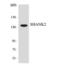 Western Blot - Anti-SHANK2 Antibody (R12-3504) - Antibodies.com