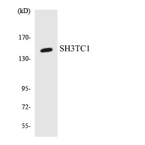 Western blot analysis of the lysates from RAW264.7 cells using Anti-SH3TC1 Antibody.
