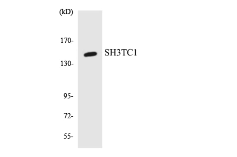 Western Blot - Anti-SH3TC1 Antibody (R12-3503) - Antibodies.com