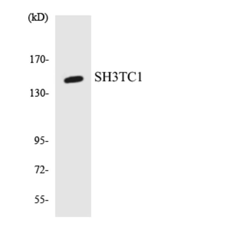 Western Blot - Anti-SH3TC1 Antibody (R12-3503) - Antibodies.com