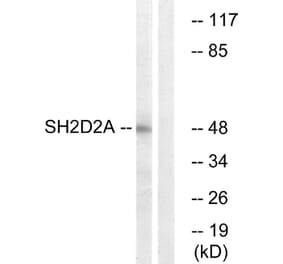 Western Blot - Anti-SH2D2A Antibody (C18699) - Antibodies.com