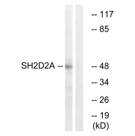 Western Blot - Anti-SH2D2A Antibody (C18699) - Antibodies.com