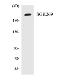 Western Blot - Anti-SGK269 Antibody (R12-3501) - Antibodies.com