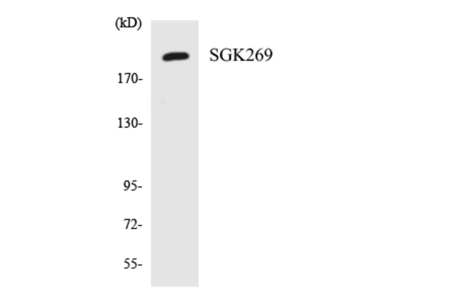 Western Blot - Anti-SGK269 Antibody (R12-3501) - Antibodies.com