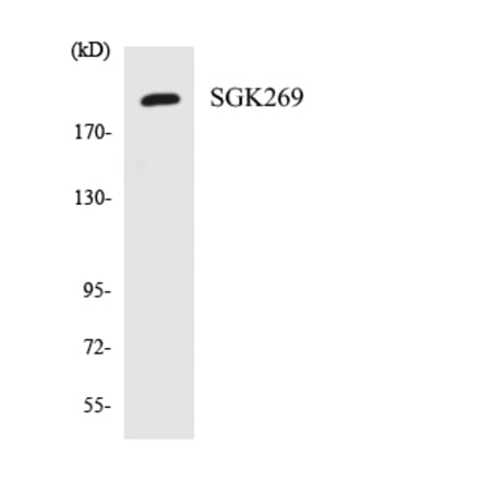 Western Blot - Anti-SGK269 Antibody (R12-3501) - Antibodies.com