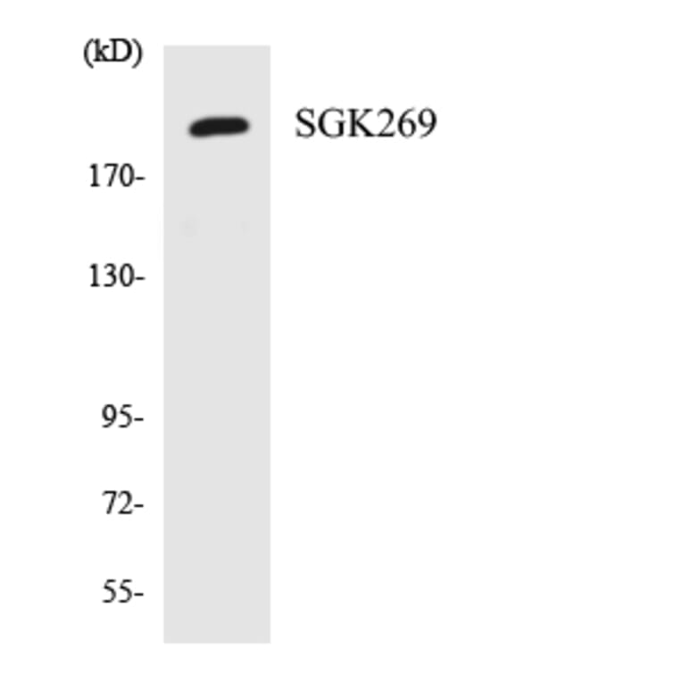 Western Blot - Anti-SGK269 Antibody (R12-3501) - Antibodies.com