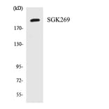 Western Blot - Anti-SGK269 Antibody (R12-3501) - Antibodies.com