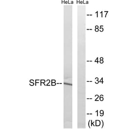 Western Blot - Anti-SFRS2B Antibody (C18938) - Antibodies.com