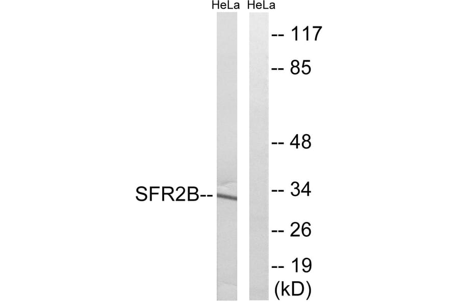 Western Blot - Anti-SFRS2B Antibody (C18938) - Antibodies.com