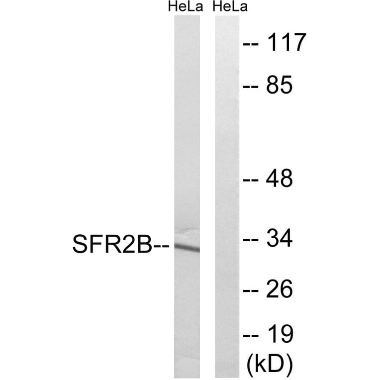 Western Blot - Anti-SFRS2B Antibody (C18938) - Antibodies.com